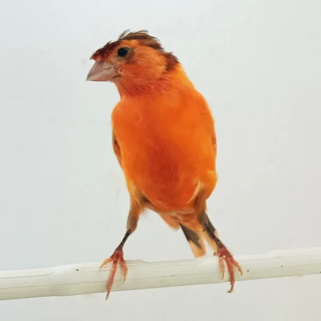 Canary Crested