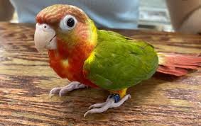 Green-Cheeked Conure Pineapple - Handfed