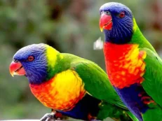 Birds For Sale