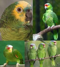 Amazon Parrots