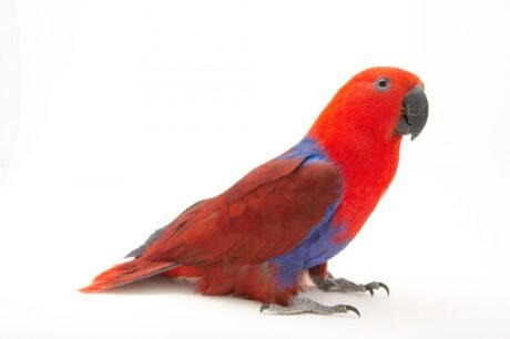 Solomon Islands Electus