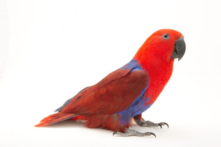 Sylvan Heights Bird Park
