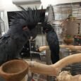 Black-Palm-Cockatoo-for-Sale.jpg