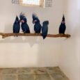 Black-Palm-Cockatoo-for-Sale-2.jpg