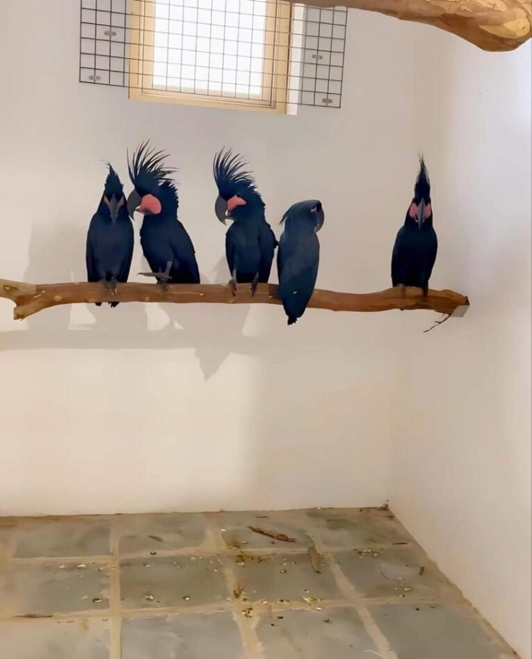 Black-Palm-Cockatoo-for-Sale-2.jpg
