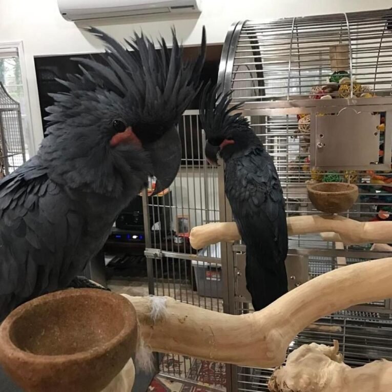 Black-Palm-Cockatoo-for-Sale.jpg