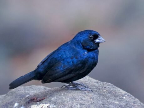 Blue Black Grassquit