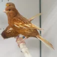 Canary-Feo.webp