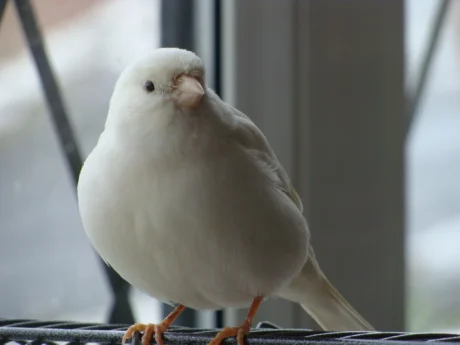 Canary White