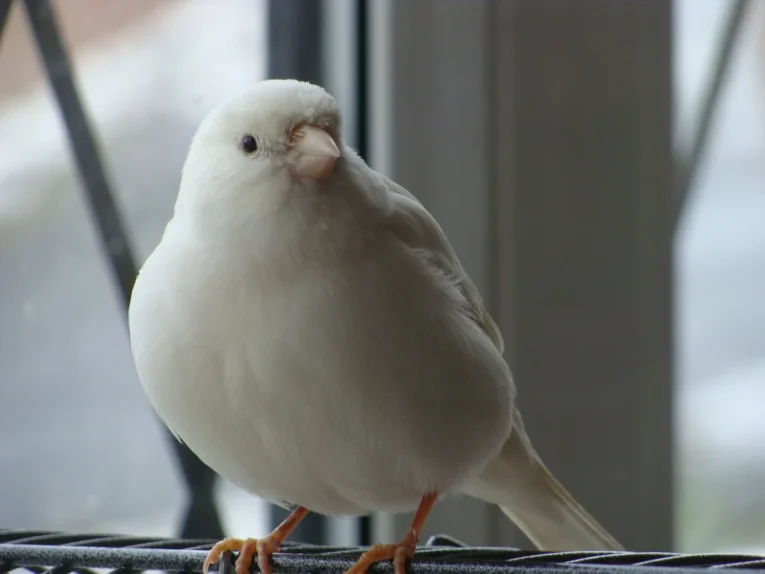 White Canary for sale with bright white plumage