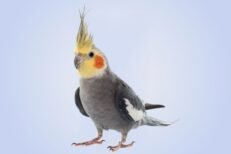 Cockatiels