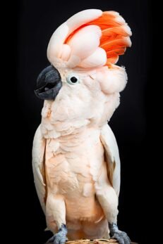 Cockatoo Parrots