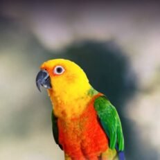 Conures