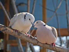 Doves