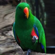 Eclectus