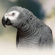 African Parrots