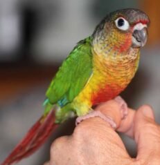 Green-Cheeked Conures