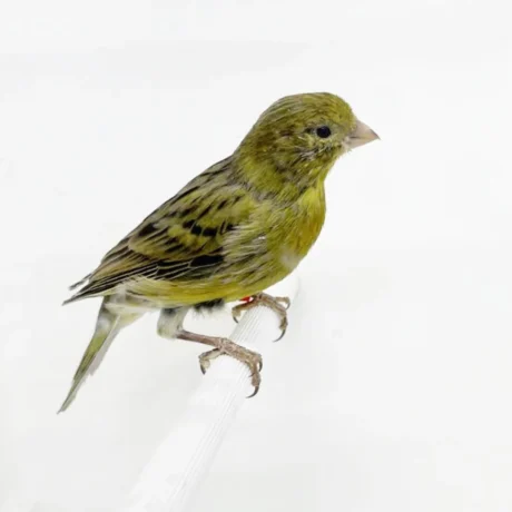 Canary Green