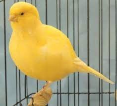Canary Border