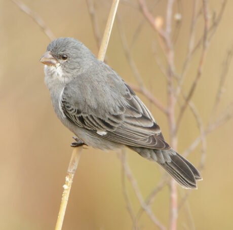 Plumbeous Seedeater