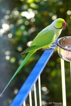 Indian Ringnecks