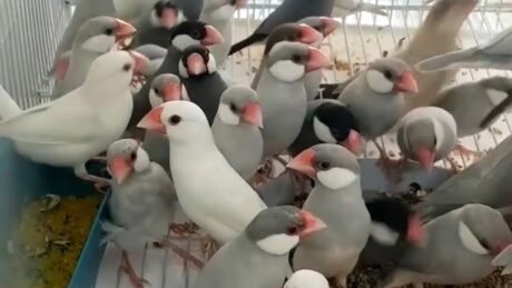 Java Finch Sparrow Silver