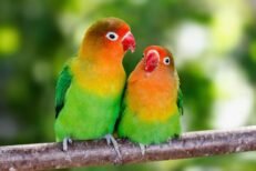 Lovebirds