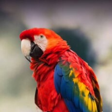 Macaws