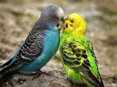 Parakeets/Budgie