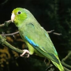 Parrotlets