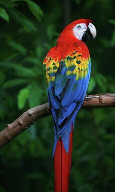 Parrots