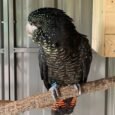 Red-Tailed-Black-Cockatoo-for-Sale-1.jpeg