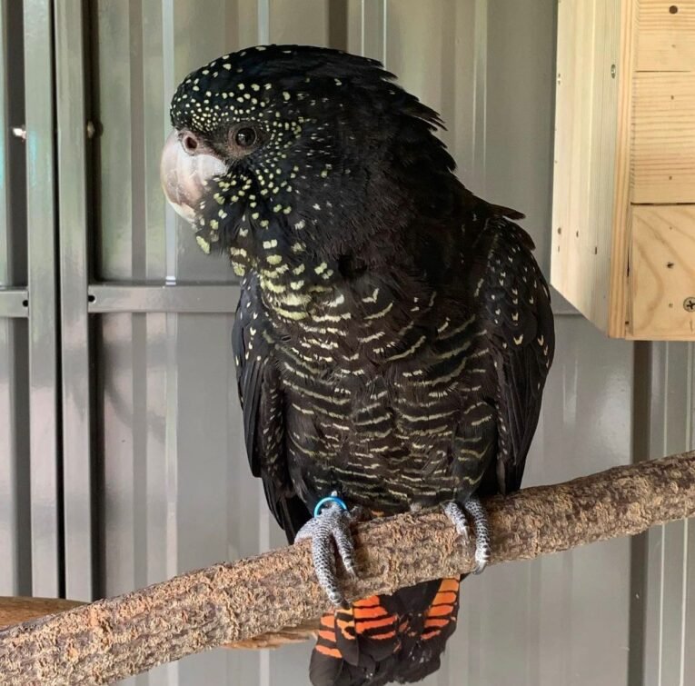 Red-Tailed-Black-Cockatoo-for-Sale-1.jpeg