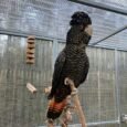 Red-Tailed-Black-Cockatoo-for-Sale.jpeg
