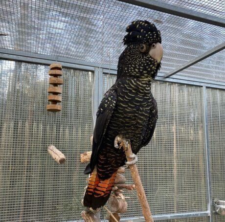 Red Tailed Black Cockatoo for Sale