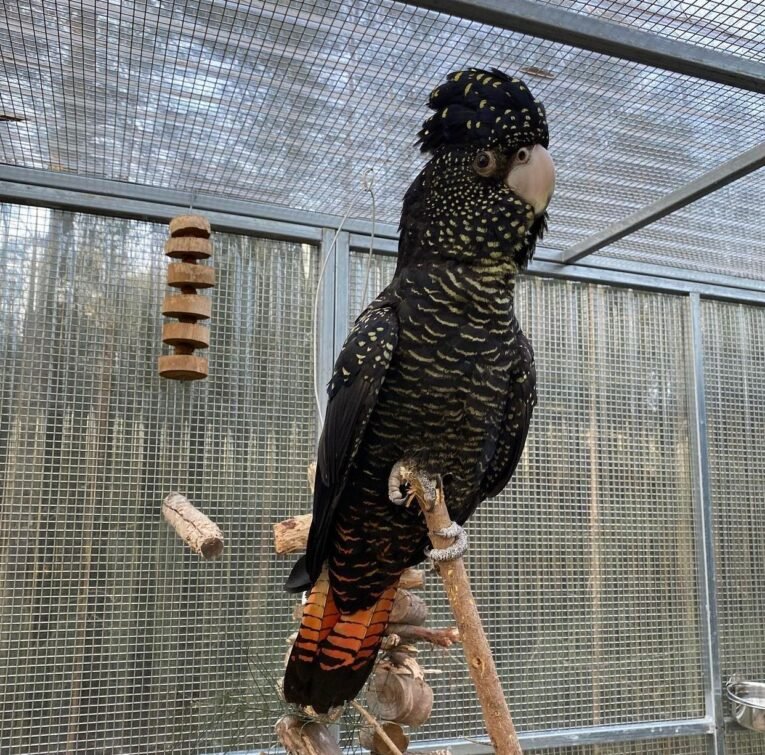 Red-Tailed-Black-Cockatoo-for-Sale.jpeg