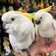 Sulphur-crested-Cockatoo-for-sale-2.jpg