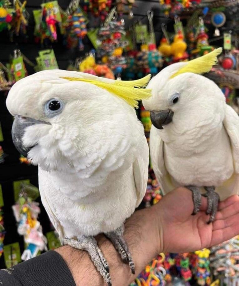 Sulphur-crested-Cockatoo-for-sale-2.jpg