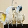 Umbrella-cockatoo-for-sale-1.jpg