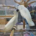 Umbrella-cockatoo-for-sale.jpg