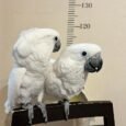 Umbrella-cockatoo-for-sale-2.jpg