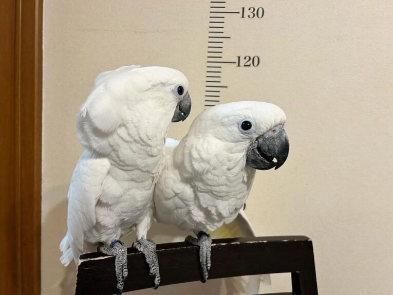 Umbrella-cockatoo-for-sale-2.jpg