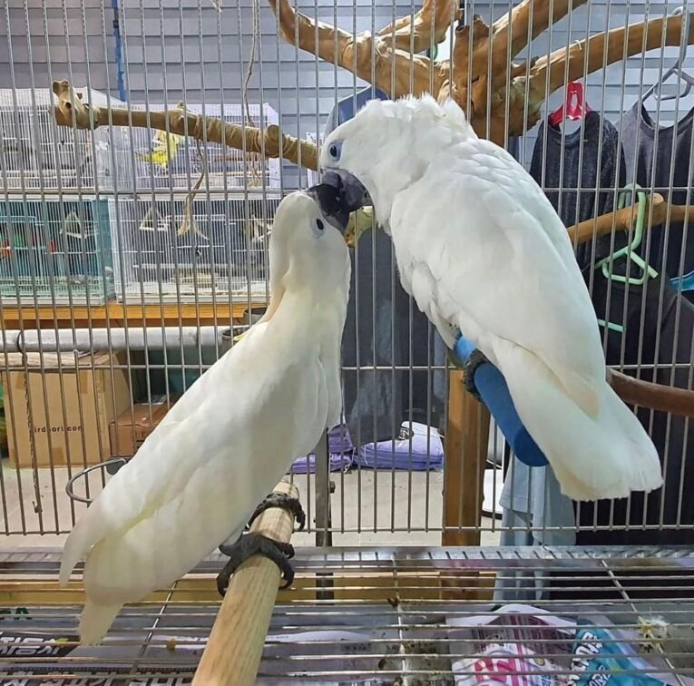 Umbrella-cockatoo-for-sale.jpg
