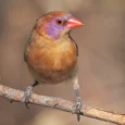 Violet-earedWaxbillFemale_824x824.png.webp