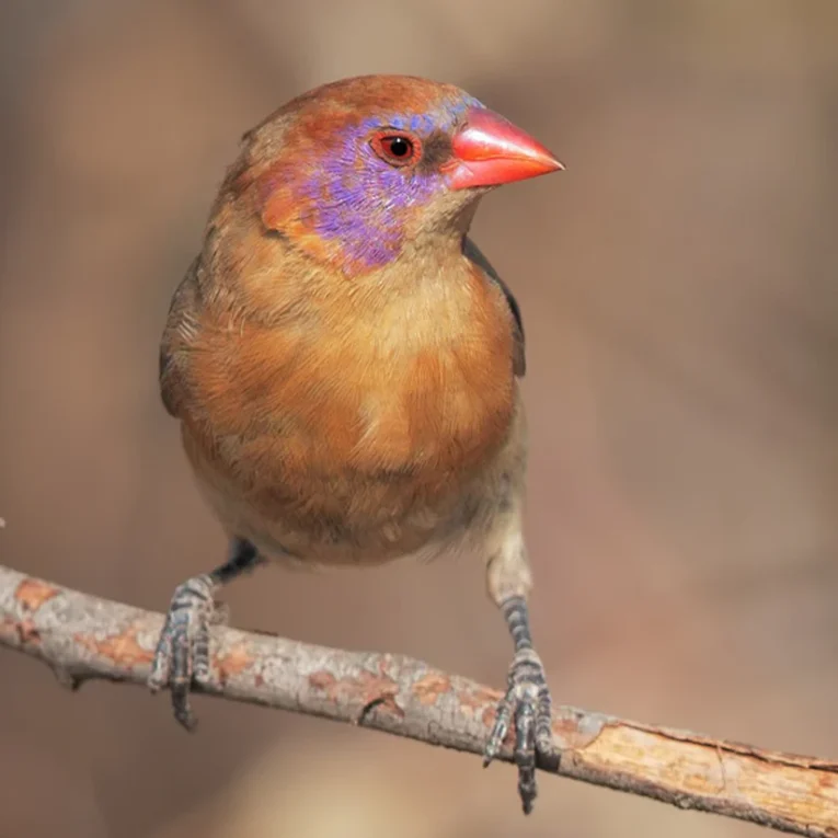 Violet-earedWaxbillFemale_824x824.png.webp