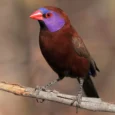 Violet-earedWaxbillMale_824x824.png.webp