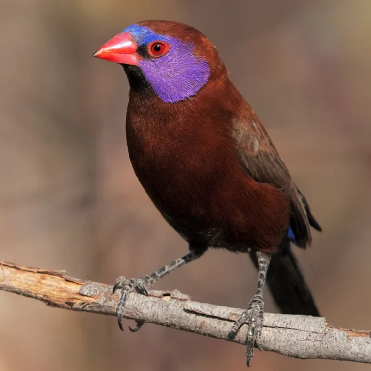 Violet-earedWaxbillMale_824x824.png.webp