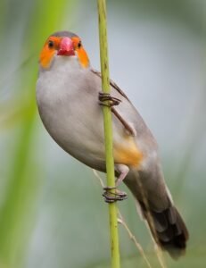 Waxbills