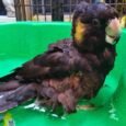 Yellow-Tailed-Black-Cockatoo-for-Sale-1.jpeg