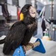 Yellow-Tailed-Black-Cockatoo-for-Sale.jpeg